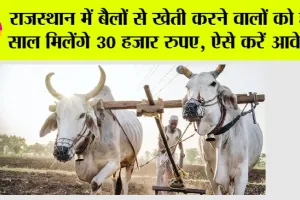 Rajasthan Government News: राजस्थान में बैलों से खेती करने वालों को हर साल मिलेंगे 30 हजार रुपए, ऐसे करें आवेदन