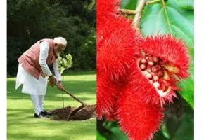 Sindoor plant: क्या है सिंदूर का पौधा, जानिये इसके फायदे और महत्व