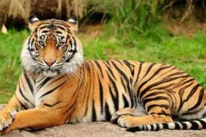 Tiger Attack in Ranthambore: लोग सेल्फी ले रहे थे कि अचानक बाघ ने हमला बोल दिया!