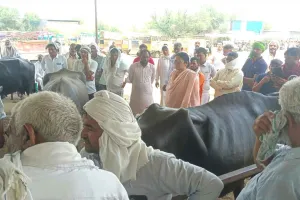 Pashu Mela: उकलाना के बुढ़ाखेड़ा गांव में सीएम फ्लाइंग की बड़ी कार्रवाई