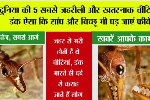 Worlds Most Dangerous Ants: दुनिया की 5 सबसे ज़हरीली और खतरनाक चींटियां, डंक ऐसा कि सांप और बिच्छू भी पड़ जाएं फीके