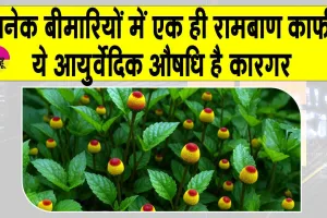 Benefits of Akarkara: दांत दर्द से बुखार तक, आयुर्वेद की है ये अद्भुत औषधि! अनेक बीमारियों का एक रामबाण इलाज!