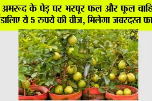 Gardening Tips: अमरूद के पेड़ पर भरपूर फल और फूल चाहिए? डालिए ये 5 रुपये की चीज़, मिलेगा जबरदस्त फायदा