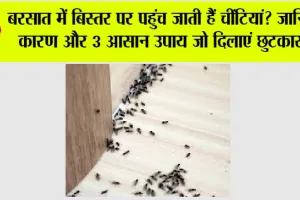 Get Rid Of Ants: बरसात में बिस्तर पर पहुंच जाती हैं चींटियां? जानिए कारण और 3 आसान उपाय जो दिलाएं छुटकारा