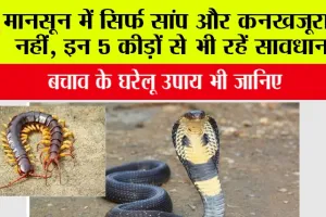 How to avoid dangerous insects: मानसून में सिर्फ सांप और कनखजूरा ही नहीं, इन 5 कीड़ों से भी रहें सावधान, बचाव के घरेलू उपाय भी जानिए