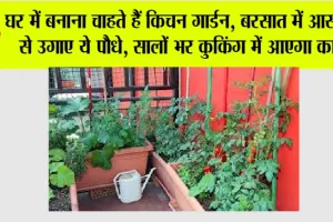 Kitchen Gardening: घर में बनाना चाहते हैं किचन गार्डन, बरसात में आसानी से उगाए ये पौधे, सालों भर कुकिंग में आएगा काम