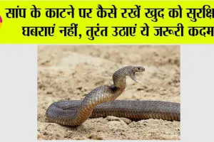 Monsoon Snake Bite: सांप के काटने पर कैसे रखें खुद को सुरक्षित, घबराएं नहीं, उठाएं ये जरूरी कदम