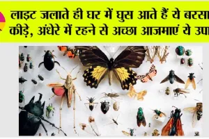 Monsoon Tips: लाइट जलाते ही घर में घुस आते हैं ये बरसाती कीड़े, अंधेरे में रहने से अच्छा आजमाएं ये उपाय!