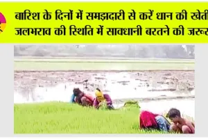 Paddy Cultivation: बारिश के दिनों में समझदारी से करें धान की खेती, जलभराव की स्थिति में सावधानी बरतने की जरूरत