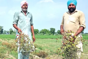 Agricultural News: बारिश से हरी मिर्च और सब्जियों का भारी नुकसान