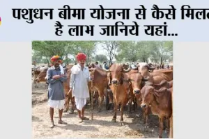 Pashudhan Bima Yojana: पशुधन बीमा योजना से कैसे मिलता है लाभ जानिये यहां…
