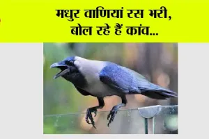 मधुर वाणियां रस भरी, बोल रहे हैं कांव…