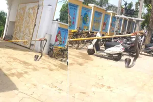 Snake News: सांप को पकड़ कर दूर खेतो में छोड़ा