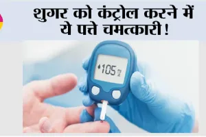 Sugar Control: ये छोटे-छोटे पत्ते शुगर को कर सकते हैं कंट्रोल, आयुर्वेद ने माना लोहा