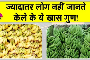 Banana Benefits: केले के ये चौंकाने वाले फायदे जानकर आप भी केले खाना शुरू कर देंगे