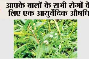 Benefits of Bhringraj oil for hair: भृंगराज को घास न समझें चमत्कारी हैं इसके फायदे