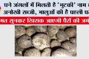 घने जंगलों में मिलती है ‘भुटकी’ नाम की अनोखी सब्जी, भालुओं की है पहली पसंद, कीमत सुनकर खिसक जाएगी पैरों की जमीन