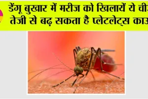 Dengue Diet Tips: डेंगू बुखार में मरीज को खिलायें ये चीजें, तेजी से बढ़ सकता है प्लेटलेट्स काउंट