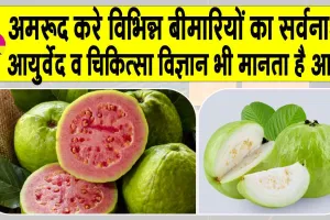 Guava health benefits: डायबिटीज या दिल की बीमारी है, घबराएं नहीं! ये फल खाएँ, सेहत के लिए वरदान है ये फल