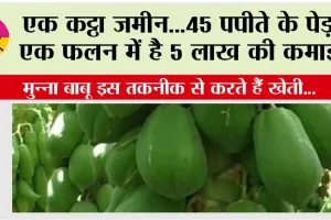 How to cultivate papaya: एक कट्ठा जमीन…45 पपीते के पेड़…एक फलन में है 5 लाख की कमाई… मुन्ना बाबू इस तकनीक से करते हैं खेती…