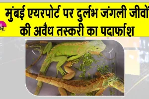 Mumbai: मुंबई एयरपोर्ट पर जंगली छिपकली जैसे कई दुर्लभ जीव व भारी मात्रा में मादक पदार्थ बरामद
