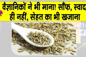 Saunf health benefits: वैज्ञानिकों ने भी माना! सौंफ, स्वाद ही नहीं, सेहत का भी खजाना