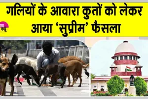 Supreme Court stray dogs decision: दिल्ली-एनसीआर में आवारा कुत्तों को लेकर आया ‘सुप्रीम’ फैसला