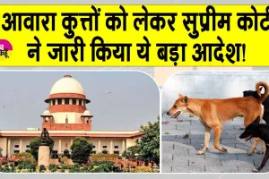 Supreme Court: आवारा कुत्तों को लेकर सुप्रीम कोर्ट का ये बड़ा आदेश जारी, कहा- देरी बर्दाश्त नहीं होगी