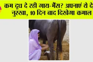 Animal Care Tips: कम दूध दे रही गाय-भैंस? अपनाएं ये देसी नुस्खा, 10 दिन बाद दिखेगा कमाल