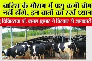 Animal Care: बारिश के मौसम में पशु कभी बीमार नहीं होंगे, इन बातों का रखें ध्यान ..