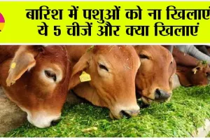 Animal: बारिश में पशुओं को ना खिलाएं ये 5 चीजें और क्या खिलाएं