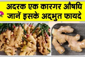 Benefits of ginger: वजन घटाने, शुगर कंट्रोल, सर्दी-जुकाम से लेकर पेट दर्द तक, हर परेशानी में कारगर अदरक
