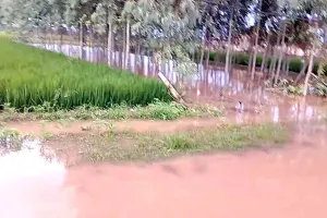 कैथल जिले के करीब 11 हजार किसानो ने 89 हजार एकड़ फसल का ई क्षतिपूर्ति पोर्टल पर करवाया पंजीकरण