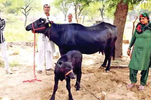 पातवान के किसान जयपाल सिंह की भैंस दुग्ध प्रतियोगिता में रही प्रथम