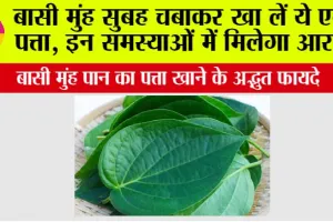 Chewing Betel Leaves: सुबह उठकर बासी मुंह पान का पत्ता खाने के अद्भुत फायदे