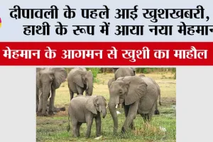 दीपावली के पहले आई खुशखबरी, नर हाथी के रूप में आया नया मेहमान