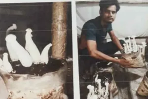 Dudhiya Mushroom: दो भाईयों द्वारा मिलकर मिल्की मशरूम प्रजाति को उगाने का किया जा रहा है कार्य
