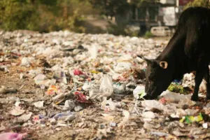 Sanitation Workers' Strike: सफाई कर्मचारियों की हड़ताल के चलते शहर में बढ़ती गंदगी पर जताई चिंता