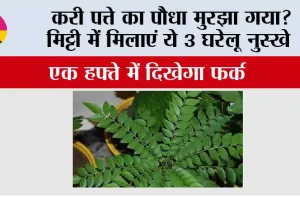 Gardening Tips: करी पत्ते का पौधा मुरझा गया? मिट्टी में मिलाएं ये 3 घरेलू नुस्खे, एक हफ्ते में दिखेगा फर्क