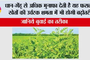 Gram Cultivation: धान-गेंहू से अधिक मुनाफा देती है यह फसल, खेतों की उर्वरक क्षमता में भी होगी बढ़ोतरी, जानिये बुवाई का तरीका