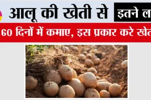 Grow Early Potatoes: आलू की खेती से कमाए 60 दिनों में इतने लाख, इस प्रकार करे खेती