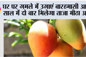 MANGO Plant Care: घर पर गमले में उगाएं बारहमासी आम, साल में दो बार मिलेगा ताजा मीठा आम