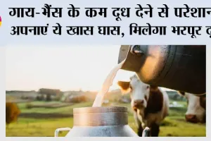 Milk Production: गाय-भैंस के कम दूध देने से परेशान? अपनाएं ये खास घास, मिलेगा भरपूर दूध
