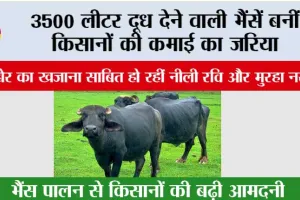 Nili Ravi Buffalo: 3500 लीटर दूध देने वाली भैंसें बनीं किसानों की कमाई का जरिया, ‘कुबेर का खजाना’ साबित हो रहीं नीली रवि और मुरहा नस्लें