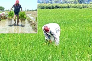 Punjab Government News: मान सरकार है किसानों के साथ: धान की एक-एक बोरी खरीदने का वादा, किसानों को मिल रही पूरी कीमत