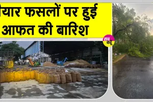 Sirsa Rains: तैयार फसलों पर हुई आफत की बारिश, मंडियों में पड़ा धान भीगा