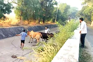 मानवता: बेजुबानों की पुकार पर फरिश्ता बनकर पहुँचे सेवादार