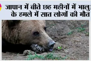 जापान में बीते छह महीनों में भालुओं के हमले में सात लोगों की मौत