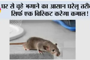 Home Remedy: घर से चूहे भगाने का आसान घरेलू तरीका, सिर्फ एक बिस्किट करेगा कमाल!
