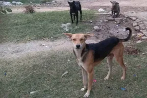कलायत में पागल कुत्ते का आतंक, रेबीज संक्रमण फैलने की गहरी दहशत, अस्पताल में वैक्सीन खत्म